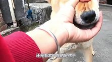 狼犬隔着铁门和一群土狗对骂，主人打开了铁门，气氛瞬间尴尬了