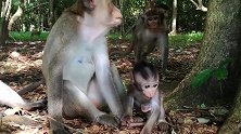 一只年轻的妈妈猴子似乎生病了，它管不了它的宝宝了