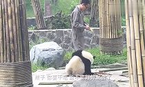 动物园中,熊猫上演搞笑戏码,下一秒憋住别笑