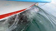 墨西哥海域一条鲸鱼将小船驮在身上 带人类在海里“兜风”