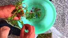 垂盆草煮汤还是炒着吃农村大叔加鸡蛋煮一碗汤，喝完一碗还想喝