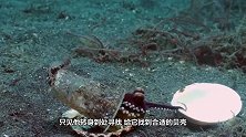 小章鱼在透明塑料杯里安家，潜水员帮它搜寻喜欢的贝壳，太暖了！
