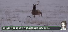 鹿为躲避采集鹿茸，5年时间头上长满了角，头部快被压垮了