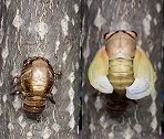 震撼！1分钟带你看完金蝉脱壳全过程
