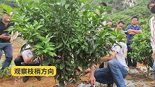 柑橘修剪，树两边长势差异大犹豫无法剪？教你一招，3分钟学会