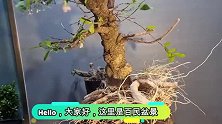 野外挖来的树桩有点杂乱，小哥下狠手锯根部锯枝干，变成好素材