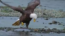 白头海雕的季节性大餐：满河的大马哈鱼
