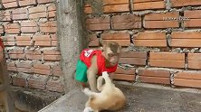 小猫咪没有你们想得那么温顺，反手对猴子就算一巴掌！
