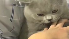 猫咪：此时此刻，我只把自己当个文具盒