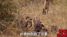 鬣狗独行客，多聪明，就看秃鹫往哪飞，在第一时间飞奔，过来就抢
