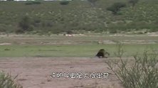 雄狮正在休息，胡狼竟然上前咬一口就跑，胡狼：哥玩的就是心跳！