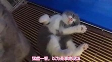 猛然一看，以为小奶猫出事了