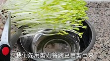 生态豌豆苗皮蛋瘦肉汤鲜美好吃，冬天吃暖身营养还健康