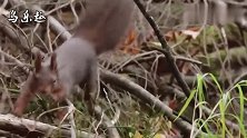 松鼠要疯了：刚埋好的食物，就被松鸦给偷走，太倒霉了