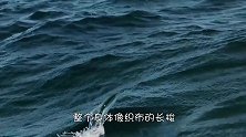 飞鱼为了生存，飞出海面，没想到却遇到了它们！