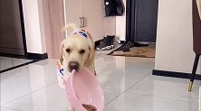 拉布拉多犬把自己当成人了，每次睡觉前还让女主人给它洗脚！