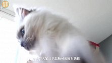 现存体型最大的宠物猫，深受女主人喜爱，饲养时有这些注意