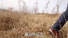 诗词歌曲《草》