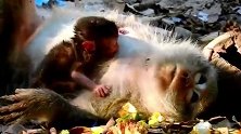 猴妈睡着了，猴爸超暖深情的抚摸着猴妈，好幸福