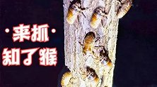 知了猴大丰收，两个小时逮2000多只，每亩净收入8000多元