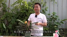 6月份让君子兰开花，技巧一般人不会，学好了炎夏赏花