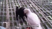 四只大白鹅忠心护主，遇人怼人遇狗唬狗，镜头拍下搞笑全过程