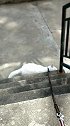 猫：放开我，我就不要回家，我就要在外面玩！