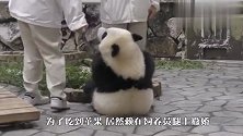 奶爸要亲熊猫宝宝，不料被拍了两巴掌，看完千万别笑！