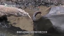 犀牛VS大水牛，谁将会更胜一筹？镜头拍下全过程