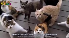 十几只猫咪正无聊着呢，突然闯入一只老鼠，老鼠：我是造了什么孽