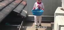 现实版龟兔赛跑，乌龟用事实证明，兔子当年输的一点也不冤