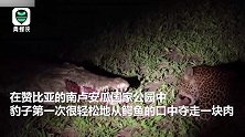 非洲豹从沉睡鳄鱼口中夺食 鳄鱼一度睁眼 场面惊险让人屏住呼吸