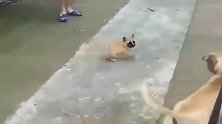 这就是来自血统的压制，小比特犬遇到了大狗根本不害怕，太牛了！