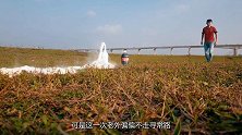可乐曼妥思遇到高温熔岩会怎样？老外亲测，画面实在太硬核