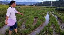 早稻田里留下很多小水坑，把水舀干后，惊喜一个接一个抓得真过瘾