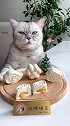 猫王：史上最简单的流心月饼做法，还有比这更简单的吗？欢迎来战！会做饭的猫 月饼被玩坏了 流心月饼