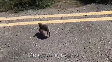 老鼠偶遇黄鼠狼，被莫名其妙揍了一顿，镜头记录惊险一幕