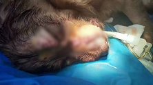 四川一金毛犬溜出家门被砍面目全非 狗主人网上“寻凶”