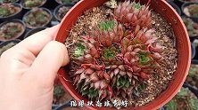 多肉基地多肉状态好，水帘风机很关键，夏季防虫也有简单小方法