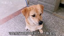 捡来养了两年的小土狗因看家太敬职，主人要把它送人，狗：太委屈