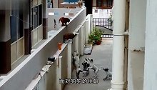 猴子闯入居民区偷吃，不料被4只狗狗发现了，猴子吓得爬到墙上！