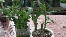 富贵竹突然“黄叶子”，及时用这个方法来拯救，还能活