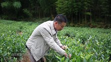 《牛商论道》：走进湖南省九狮寨高山茶业有限责任公司