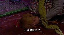 佳期如梦：女子拿公鸡当宠物，结果饿死在阳台，兽医也束手无策