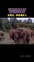 云南迁徙象群“断鼻家族”正面照首次曝光，一头公象因鼻突缺失格外受到关注。