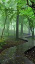 我不喜欢下雨天，却喜欢下雨的声音。偶尔在想，喜欢我作品的一定是我们灵魂相近，喜欢安静，无忧无虑生活的人。