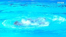 FINA光州游泳世锦赛花游决赛-集体自由自选-全场录播