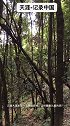 进入原始森林，为何总感觉心里渗得慌呢？