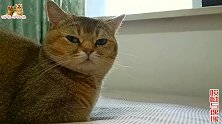 公猫戴上伊丽莎白圈后表情落寞，主人：你没血光之灾也不能戴这个