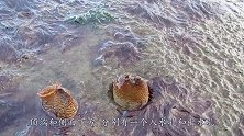 世界上最“狠”的生物，为了活下去，一到时机就吃掉自己的脑袋！